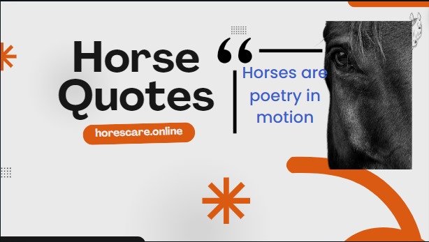 Horse Quotes