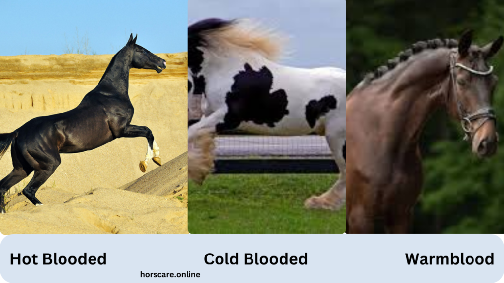 Horse Breeds